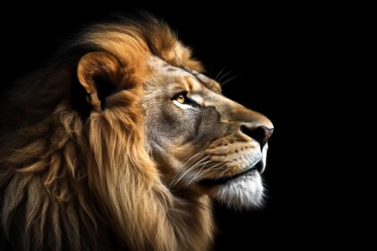 Lion Of Judah